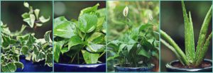 air-purifying-plants