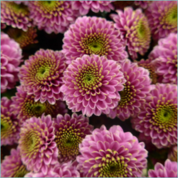florists-chrysanthemums