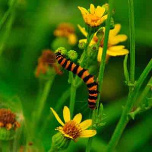protect-plants-from-insects-and-pests