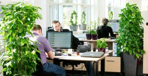 Office_Indoor_Plants